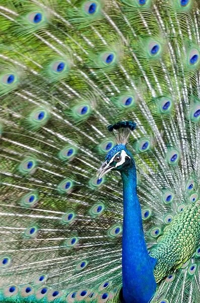Indian peacock (Pavo cristatus), Waimea Valley Audubon Park, North Shore, Oahu, Hawaii