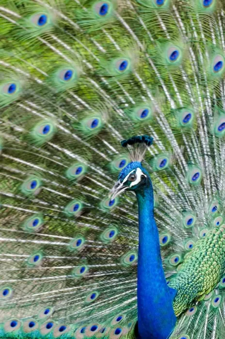 Framed Print : Indian peacock (Pavo cristatus), Waimea Valley Audubon Park, North Shore, Oahu, Hawaii Framed Print : Indian peacock (Pavo cristatus), Waimea Valley Audubon Park, North Shore, Oahu, Hawaii