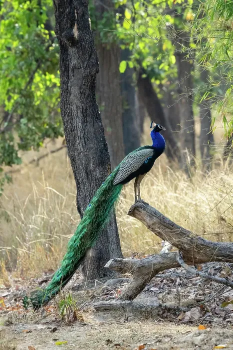 Framed Print : Indian Peafowl (Pavo cristatus), Bandhavgarh National Park, Madhya Pradesh, India, Asia Framed Print : Indian Peafowl (Pavo cristatus), Bandhavgarh National Park, Madhya Pradesh, India, Asia