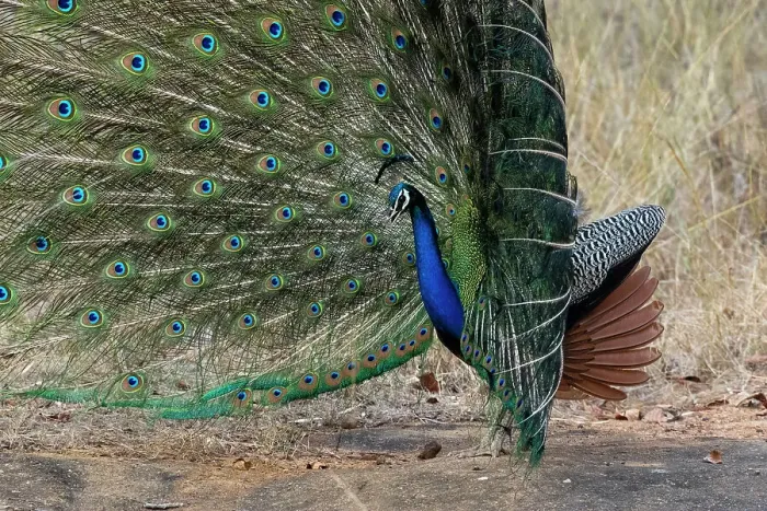 Framed Print : Indian Peafowl (Pavo cristatus) displaying, Bandhavgarh National Park, Madhya Pradesh, India, Asia Framed Print : Indian Peafowl (Pavo cristatus) displaying, Bandhavgarh National Park, Madhya Pradesh, India, Asia