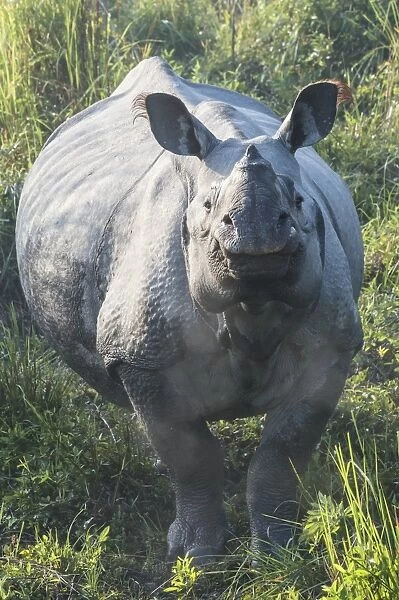 Indian rhinoceros (Rhinoceros unicornis) in elephant grass, Kaziranga National Park