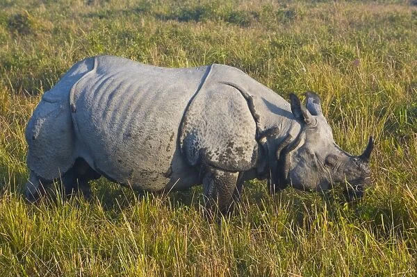 Indian Rhinoceros (Rhinoceros unicornis), Kaziranga National Park, UNESCO World Heritage Site