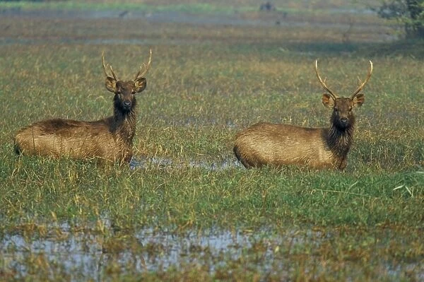 Indian sambar deers in pond