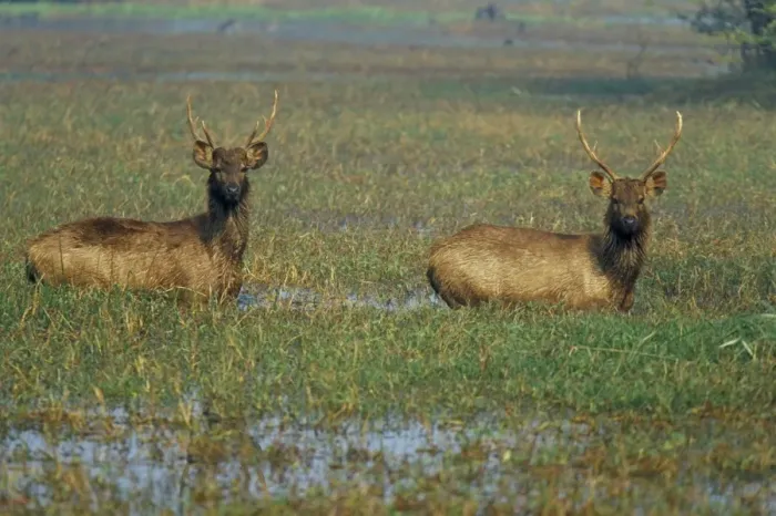 Framed Print : Indian sambar deers in pond Framed Print : Indian sambar deers in pond