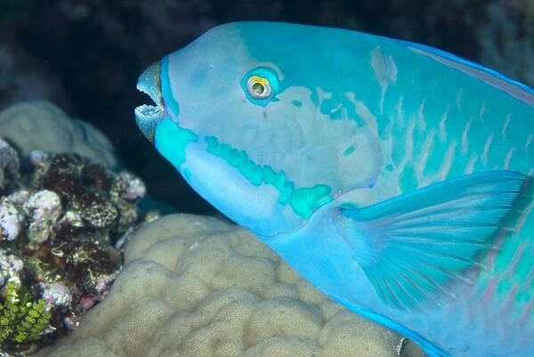 Indian steephead parrotfish (Scarus strongycephalus), beak open feeding, Queensland, Australia, Pacific
