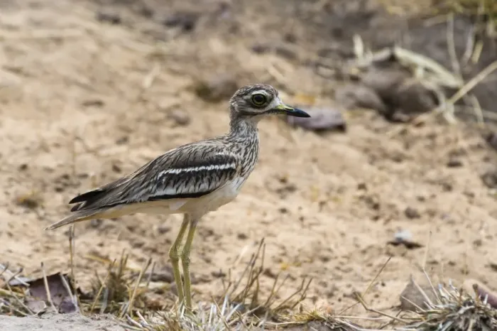 Framed Print : Indian thick-knee (Burhinus indicus), Bandhavgarh National Park, Madhya Pradesh, India Framed Print : Indian thick-knee (Burhinus indicus), Bandhavgarh National Park, Madhya Pradesh, India