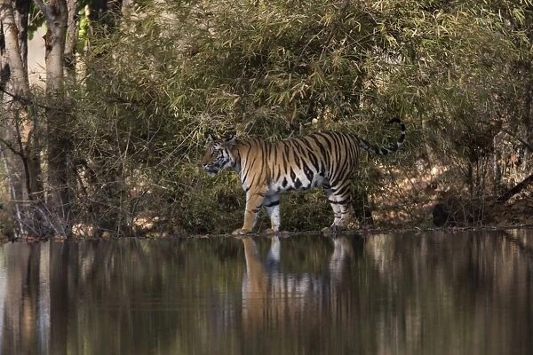 Indian tiger