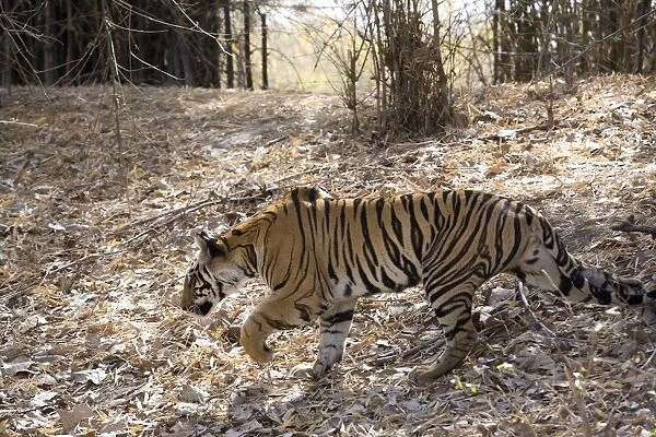 Indian tiger, (Bengal tiger) (Panthera tigris tigris), Bandhavgarh National Park, Madhya Pradesh state, India, Asia