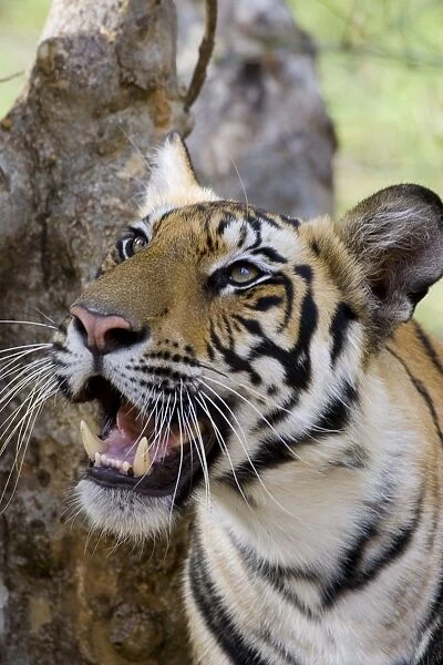 Indian tiger (Bengal tiger) (Panthera tigris tigris)