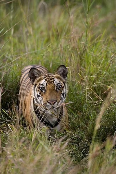 Indian tiger (Bengal tiger) (Panthera tigris tigris)