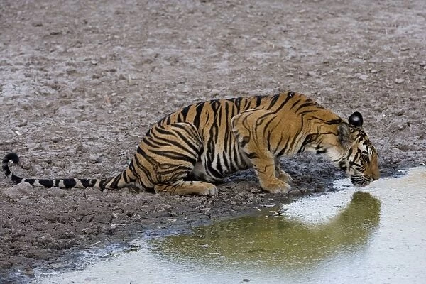 Indian Tiger (Bengal tiger) (Panthera tigris tigris) yawning