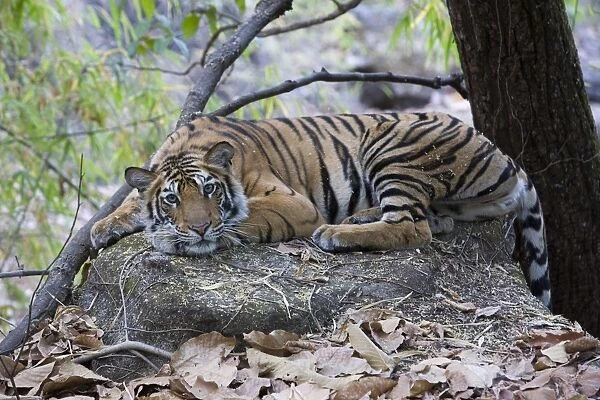 Indian Tiger (Bengal tiger) (Panthera tigris tigris)