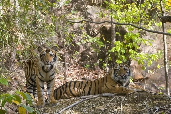 Indian Tiger (Bengal tiger) (Panthera tigris tigris) yawning