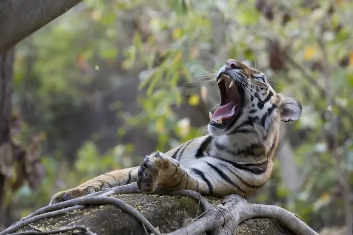 Framed Print : Indian Tiger (Bengal tiger) (Panthera tigris tigris) yawning Framed Print : Indian Tiger (Bengal tiger) (Panthera tigris tigris) yawning
