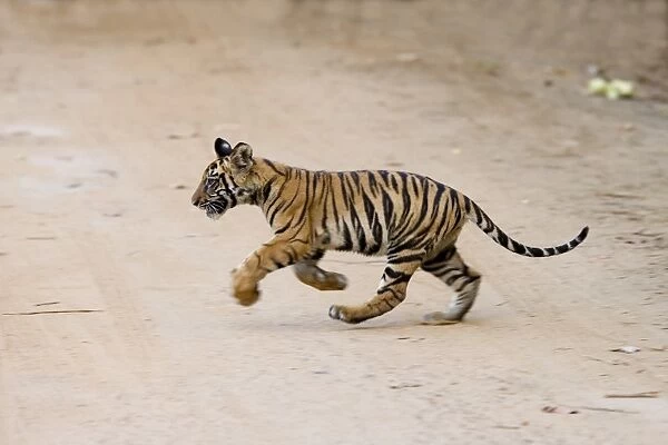 Indian tiger cub (Bengal tiger) (Panthera tigris tigris)