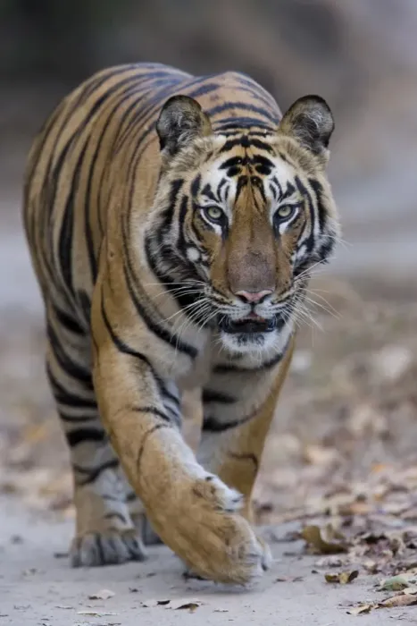 Framed Print : Indian tiger (Panthera tigris), Bandhavgarh Tiger Reserve, Madhya Pradesh state Framed Print : Indian tiger (Panthera tigris), Bandhavgarh Tiger Reserve, Madhya Pradesh state