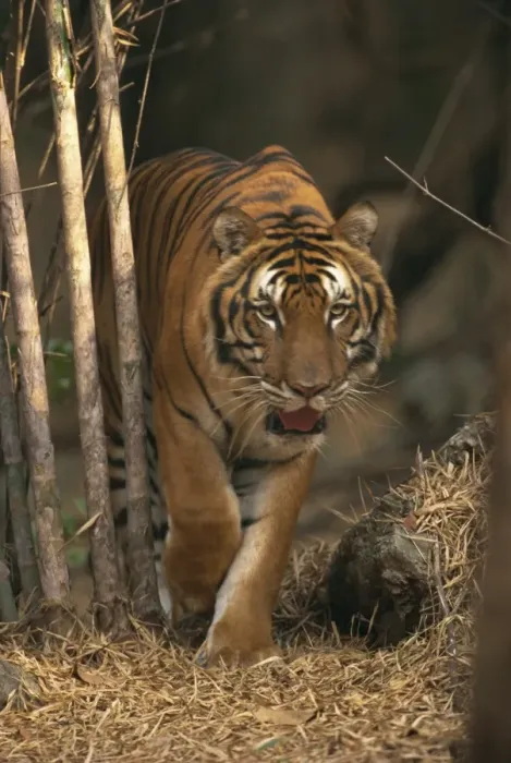 Framed Print : Indo Chinese tiger walking in Khao Pardap Chan bamboo groves Framed Print : Indo Chinese tiger walking in Khao Pardap Chan bamboo groves