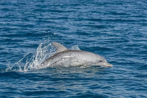 Indo-Pacific bottlenose dolphin (Tursiops aduncus), in Yampi Bay, Kimberley, Western Australia, Australia, Pacific