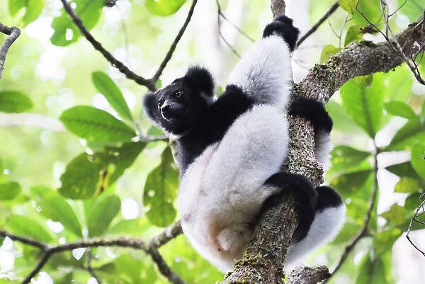 Indri (Babakoto) (Indri Indri), a large lemur in Perinet Reserve, Andasibe-Mantadia National Park