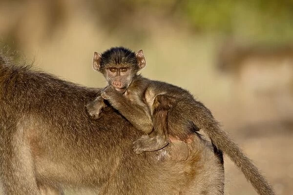 Infant Chacma baboon (Papio ursinus) riding its mothers back, Kruger National Park