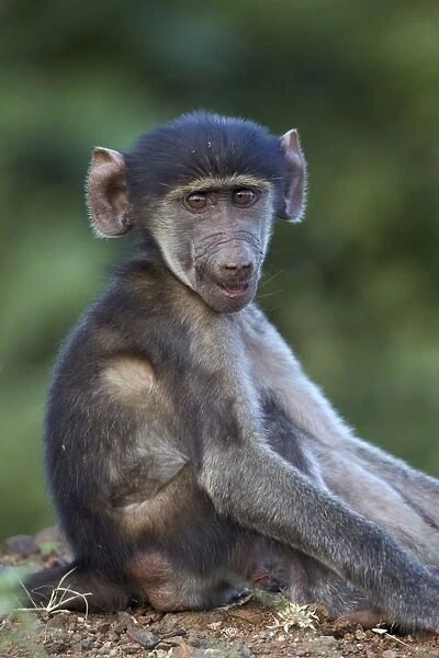 Infant Chacma baboon (Papio ursinus), Kruger National Park, South Africa, Africa