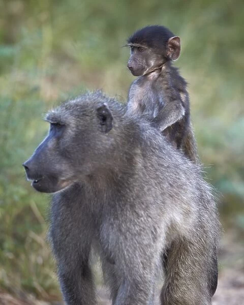 Infant Chacma baboon (Papio ursinus) riding on its mothers back, Kruger National Park, South Africa, Africa