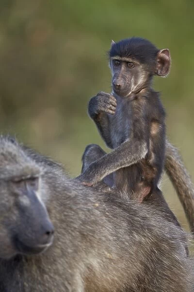 Infant Chacma baboon (Papio ursinus) riding on its mothers back, Kruger National Park, South Africa, Africa