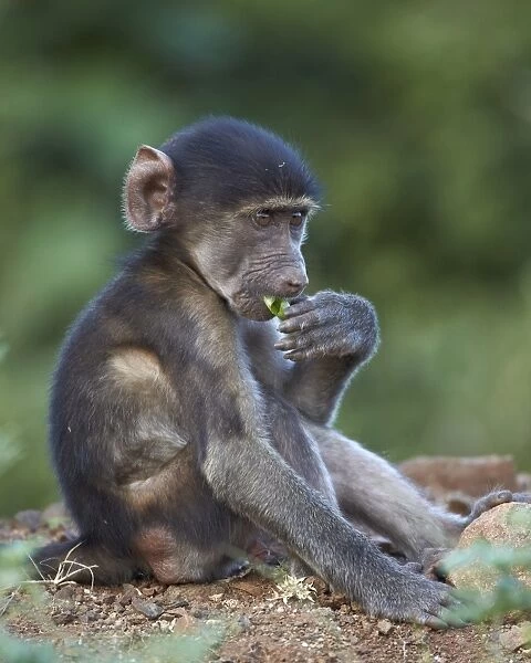 Infant Chacma baboon (Papio ursinus) eating, Kruger National Park, South Africa, Africa