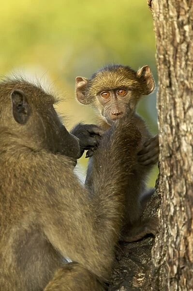 Infant chacma baboon (Papio ursinus) being groomed, Kruger National Park