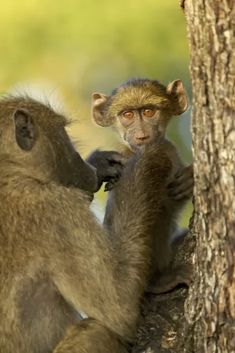 Framed Print : Infant chacma baboon (Papio ursinus) being groomed, Kruger National Park Framed Print : Infant chacma baboon (Papio ursinus) being groomed, Kruger National Park
