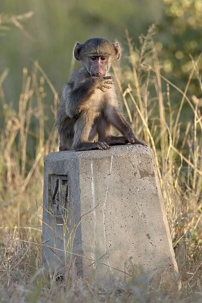 Infant Chacma baboon (Papio ursinus) on a road sign, Kruger National Park
