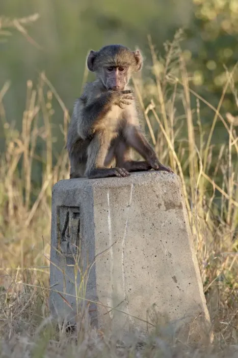 Framed Print : Infant Chacma baboon (Papio ursinus) on a road sign, Kruger National Park Framed Print : Infant Chacma baboon (Papio ursinus) on a road sign, Kruger National Park