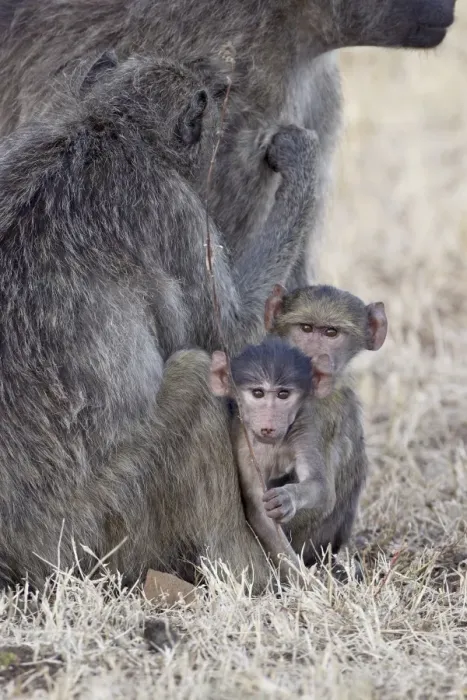 Framed Print : Two infant Chacma baboons (Papio ursinus), Kruger National Park, South Africa, Africa Framed Print : Two infant Chacma baboons (Papio ursinus), Kruger National Park, South Africa, Africa