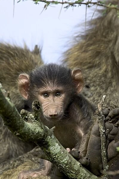 Infant olive baboon (Papio cynocephalus anubis) sitting in its mothers lap