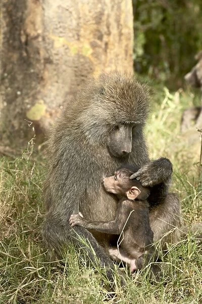 Infant olive baboon (Papio cynocephalus anubis) nursing, Lake Nakuru National Park