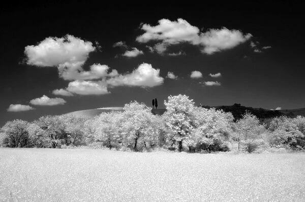 Infra red image of two cypress trees on hill above fields, near Pienza
