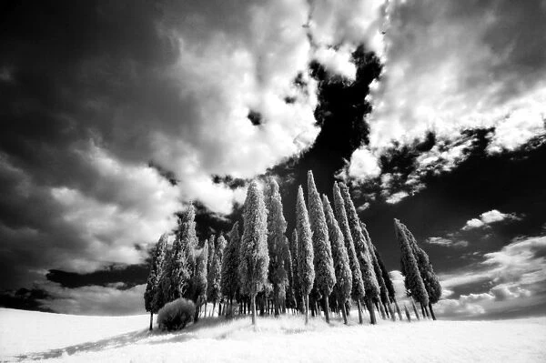 Infrared image of a group of cypress trees near San Quirico d Orcia