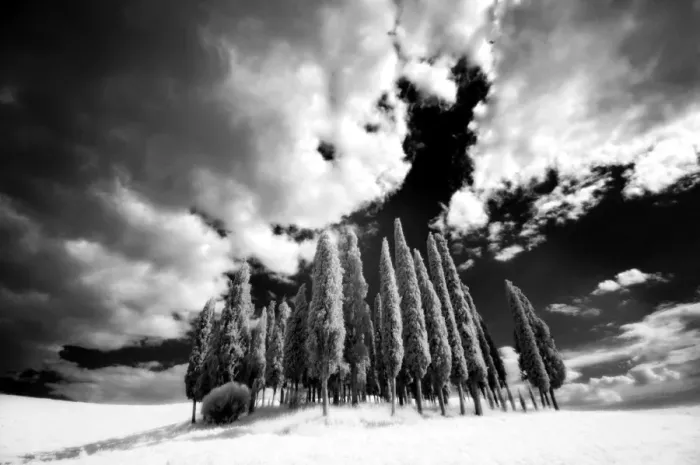 Framed Print : Infrared image of a group of cypress trees near San Quirico d Orcia Framed Print : Infrared image of a group of cypress trees near San Quirico d Orcia