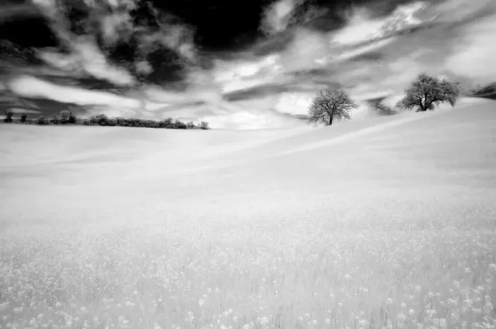 Framed Print : Infrared images of two trees in field of oil seed rape, near Pienza, Tuscany Framed Print : Infrared images of two trees in field of oil seed rape, near Pienza, Tuscany