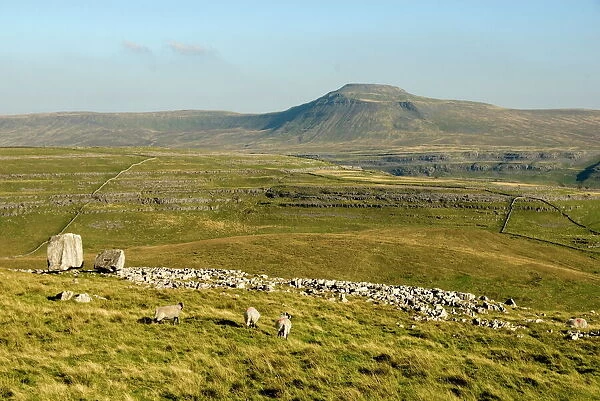 Ingleborough, seen beyond the Cheese Press Stone above Kingsdale, Yorkshire Dales, Yorkshire, England, United Kingdom, Europe