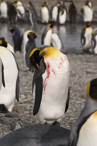 Injured king penguin, St. Andrews Bay, South Georgia, South Atlantic