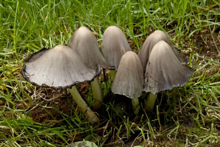 Framed Print : Inky cap (Coprinopsis atramentaria), Wasilla, Alaska, United States of America Framed Print : Inky cap (Coprinopsis atramentaria), Wasilla, Alaska, United States of America