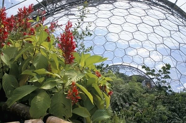 Inside the Humid Tropics biome, the Eden Project, Cornwall, England, United Kingdom