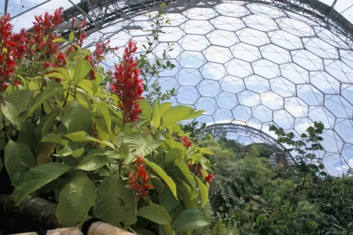 Framed Print : Inside the Humid Tropics biome, the Eden Project, Cornwall, England, United Kingdom