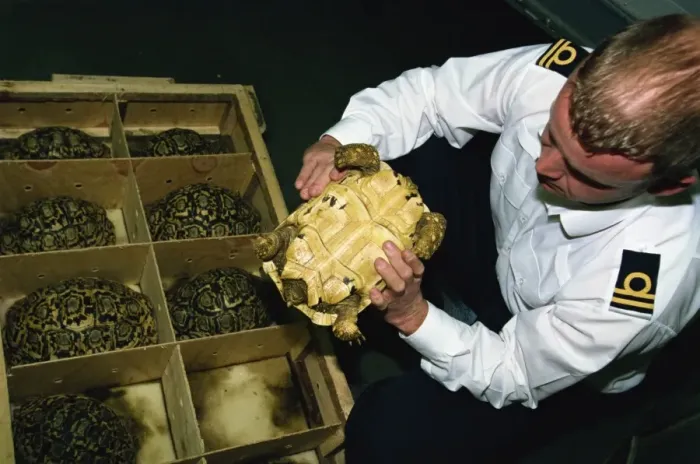 Framed Print : Inspector Tim Luffman inspects shipment of reptiles en route Tanzania to Japan Framed Print : Inspector Tim Luffman inspects shipment of reptiles en route Tanzania to Japan