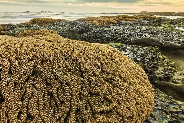 Intertidal sand reef made by the sandcastle worm, Playa Guiones beach, Nosara, Nicoya Peninsula, Guanacaste Province, Costa Rica, Central America