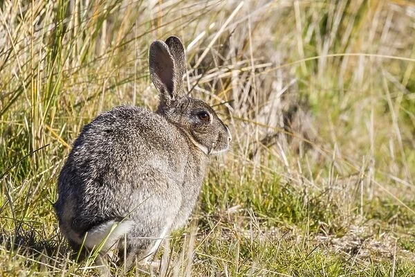 Introduced adult European rabbit (Oryctolagus cuniculus), New Island, Falklands, South Atlantic Ocean, South America