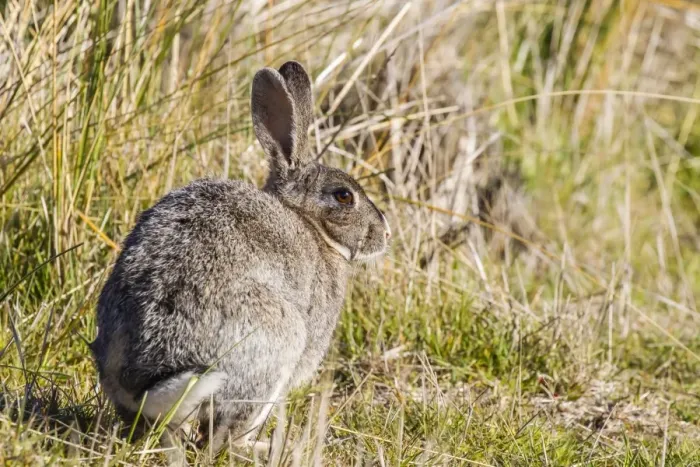 Framed Print : Introduced adult European rabbit (Oryctolagus cuniculus), New Island, Falklands, South Atlantic Ocean, South America Framed Print : Introduced adult European rabbit (Oryctolagus cuniculus), New Island, Falklands, South Atlantic Ocean, South America