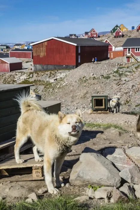 Framed Print : Inuit village and sled dog house, Ittoqqortoormiit, Scoresbysund, Northeast Greenland, Polar Regions