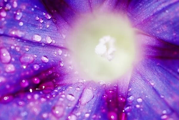 Ipomoea flower and water droplets, Dali, Yunnan, China, Asia